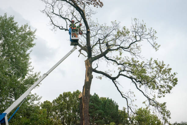 Best Utility Line Clearance  in Alpine, UT