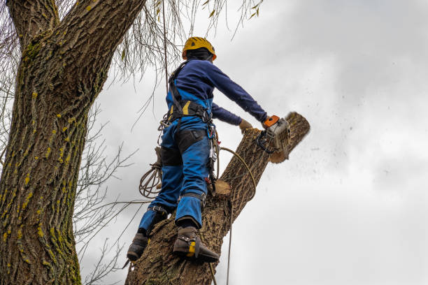 How Our Tree Care Process Works  in  Alpine, UT