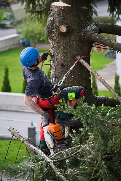 Best Lawn Grading and Leveling  in Alpine, UT