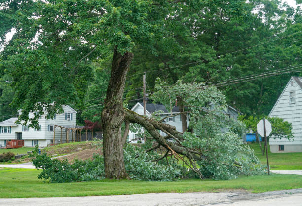 Leaf Removal in Alpine, UT